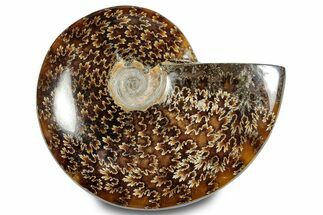 Polished Ammonite (Cleoniceras) Fossil - Madagascar #283353