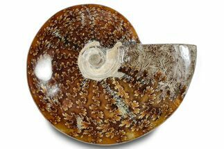 Polished Ammonite (Cleoniceras) Fossil - Madagascar #283356