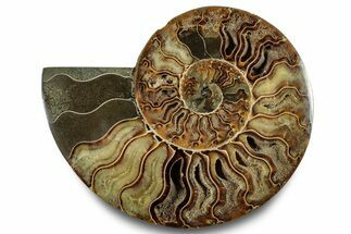 Cut & Polished Ammonite Fossil (Half) - Madagascar #283408