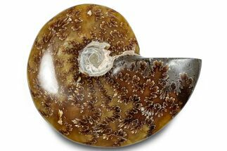 Polished Ammonite (Cleoniceras) Fossil - Madagascar #283329