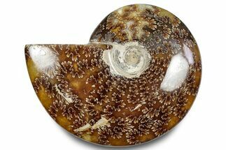 Polished Ammonite (Cleoniceras) Fossil - Madagascar #283330