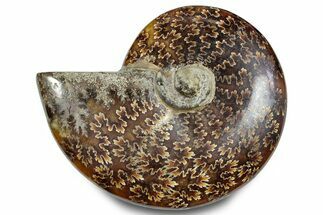 Polished Ammonite (Cleoniceras) Fossil - Madagascar #283334