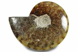 Polished Ammonite (Cleoniceras) Fossil - Madagascar #283337