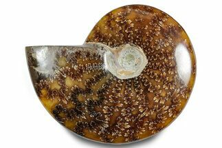 Polished Ammonite (Cleoniceras) Fossil - Madagascar #283342