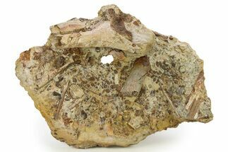 Dinosaur Tendons and Bones in Sandstone - Wyoming #283686