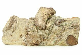 Sandstone with Hadrosaur Teeth, Tendons & Bones - Wyoming #283699