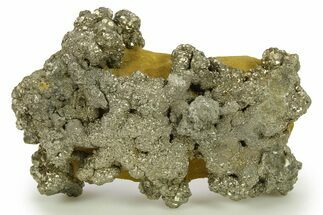 Golden Pyrite on Limonite Clay - Pakistan #283725