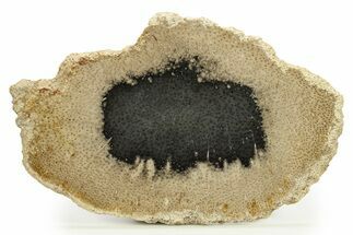 Polished Petrified Palmwood (Palmoxylon) Slab - Texas #283744