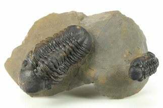 Two Detailed Reedops Trilobite - Atchana, Morocco #283857