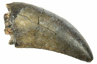 Serrated Megalosaurid Dinosaur (Afrovenator) Tooth - Niger #283922