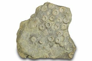 Cretaceous Fossil Urchin (Trochotiara) Plate - Morocco #284008
