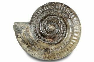 Jurassic Ammonite (Hildoceras) Fossil - England #284050