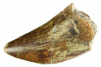 Serrated Megalosaurid Dinosaur (Afrovenator) Tooth - Niger #284076