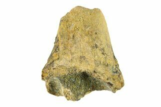 Fossil Ceratopsian Dinosaur (Leptoceratops) Tooth - Wyoming #284081