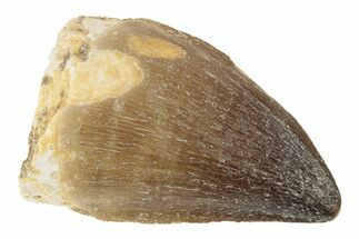 / Fossil Mosasaur (Prognathodon) Teeth - Morocco #284215