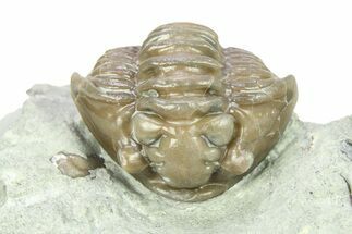 Curled Flexicalymene Trilobite - Indiana #284155