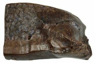 Fossil Hadrosaur (Edmontosaurus) Shed Tooth - Wyoming #284163