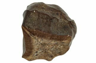 Fossil Hadrosaur (Edmontosaurus) Shed Tooth - Wyoming #284167