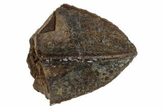 Fossil Hadrosaur (Edmontosaurus) Tooth Tip - Wyoming #284183