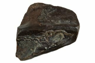 Fossil Hadrosaur (Edmontosaurus) Tooth Tip - Wyoming #284185