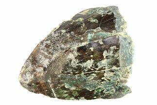 Fossil Phytosaur (Redondasaurus) Tooth - New Mexico #284265