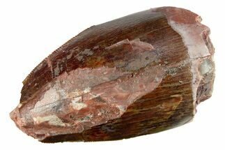Fossil Phytosaur (Redondasaurus) Tooth - New Mexico #284294
