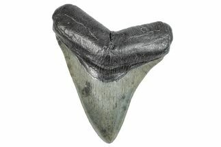 Serrated, Fossil Megalodon Tooth - South Carolina #284256