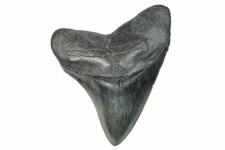 Fossil Megalodon Tooth - South Carolina #284260
