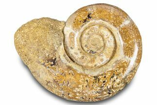 Jurassic Ammonite (Hemilytoceras) Fossil - Madagascar #283364