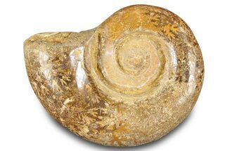 Jurassic Ammonite (Hemilytoceras) Fossil - Madagascar #283368