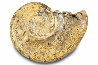 Jurassic Ammonite (Euaspidoceras) Fossil - Madagascar #283371