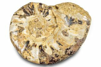 Jurassic Ammonite (Euaspidoceras) Fossil - Madagascar #283374