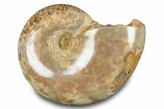 Jurassic Ammonite (Phylloceras) Fossil - Madagascar #283383