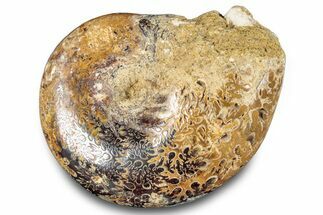 Jurassic Ammonite (Phylloceras) Fossil - Madagascar #283384