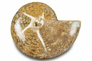 Jurassic Ammonite (Eotetragonites) Fossil - Madagascar #283388