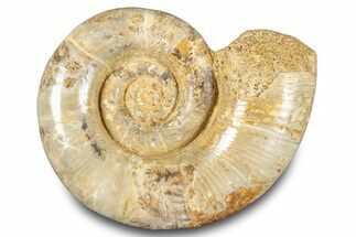 Jurassic Ammonite (Hemilytoceras) Fossil - Madagascar #283453