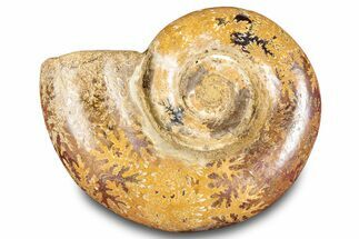 Jurassic Ammonite (Hemilytoceras) Fossil - Madagascar #283463