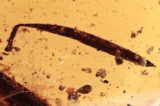 Detailed Fossil Leaf in Baltic Amber #284543