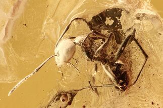 Detailed Fossil Ant, Gnats and Mites in Baltic Amber #284560