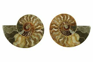 Cut & Polished, Crystal-Filled Ammonite Fossil - Madagascar #283397