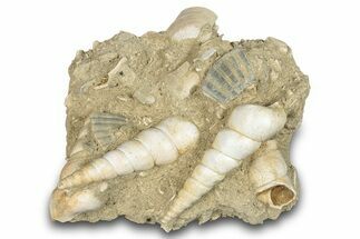 Fossil Gastropod (Haustator) Cluster - Damery, France #284442
