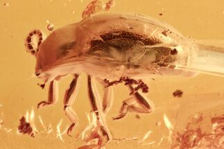 Detailed Fossil Fungus Beetle (Endomychidae) in Baltic Amber #284586