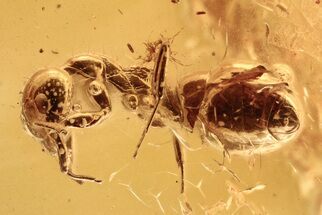 Detailed Fossil Ant (Dolichoderus tertiarius) In Baltic Amber #284608