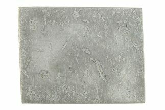 Balambala Iron Meteorite Slice ( g) - Rare IIF Iron #284603