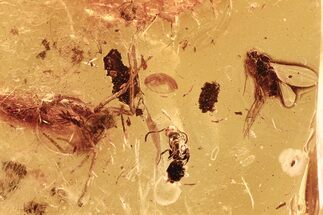 Fossil Spider, Ant, Fungus Gnat, and Fly in Baltic Amber #284632