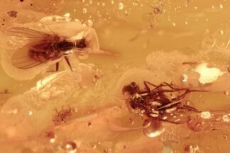 Two Detailed Fossil Flies (Dolichopodidae) In Baltic Amber #284635