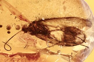 Detailed Fossil Caddisfly (Trichoptera) In Baltic Amber #284650