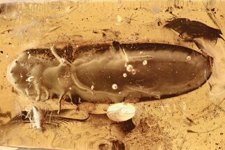 Detailed Fossil Click Beetle and True Midge in Baltic Amber #284668
