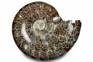 Polished Ammonite (Cleoniceras) Fossil - Madagascar #283288
