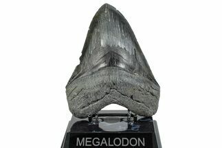 Serrated, Fossil Megalodon Tooth - South Carolina #285002